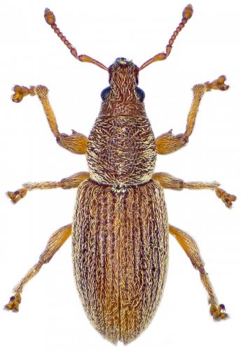 Réf. 201 060 : Polydrusus marginatus
